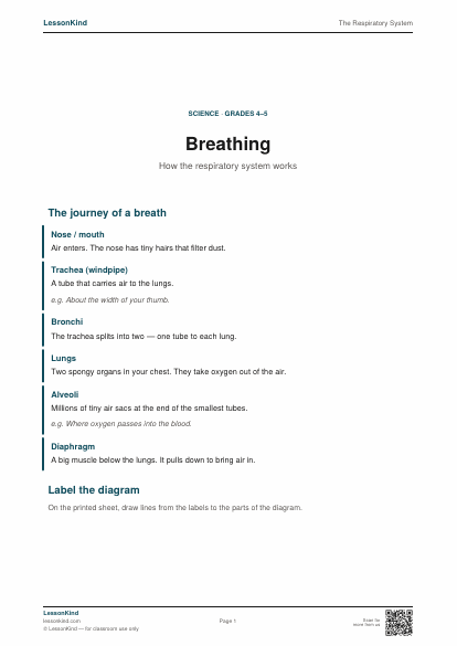 Preview of The Respiratory System